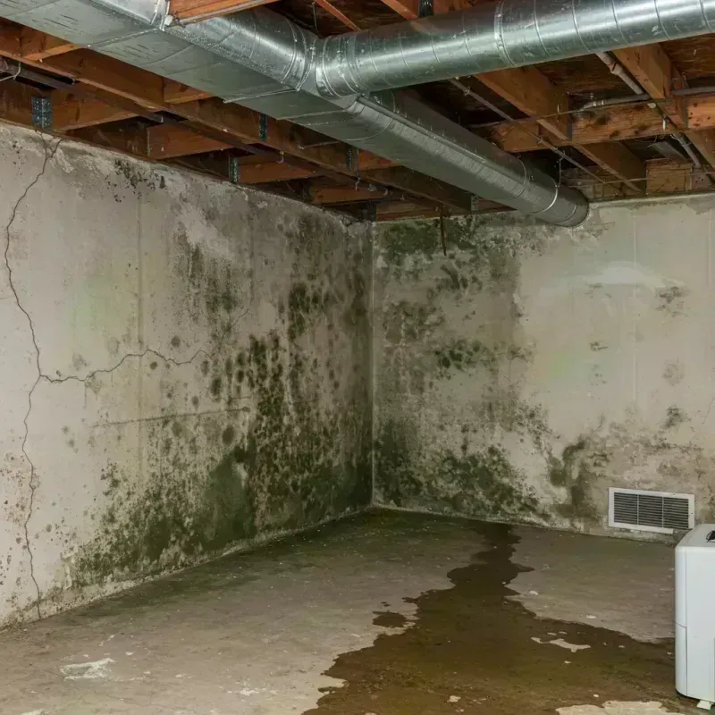 Professional Mold Removal in Liberty County, FL